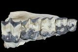Titanothere (Megacerops) Jaw Section - South Dakota #95207-8